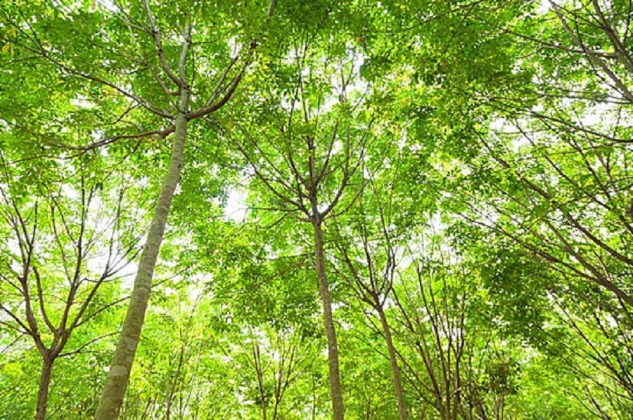 Giá cao su hôm nay 22/3: Xu hướng phục hồi tại sàn SHFE và SGX