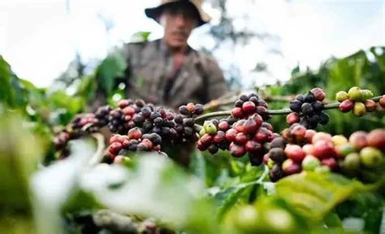 Kêu gọi doanh nghiệp chia sẻ khó khăn với nông dân trước biến động toàn cầu