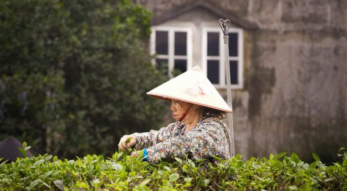 Bảo tồn giá trị, nâng sức cạnh tranh cho chè Tân Cương