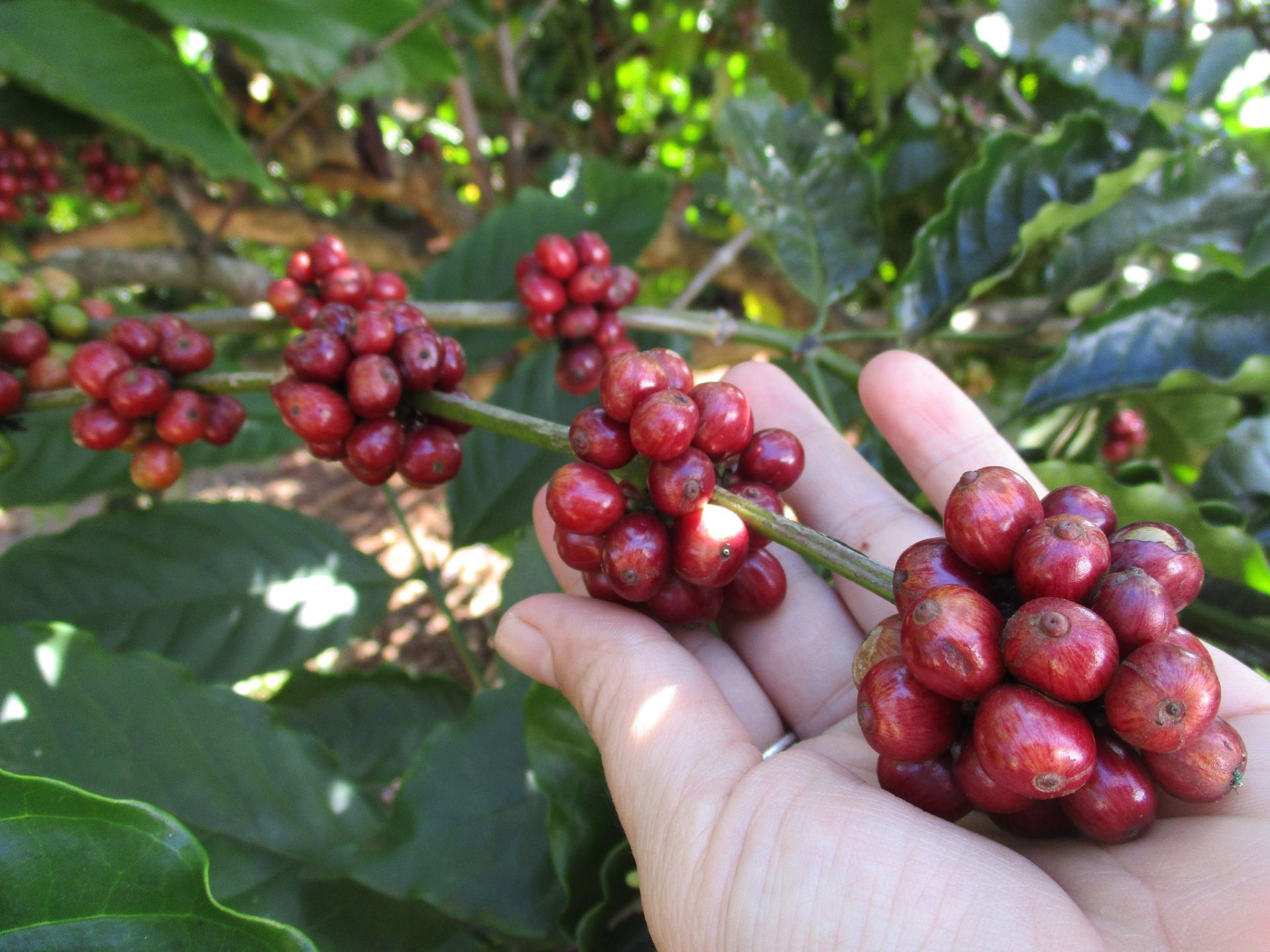 Giá cà phê hôm nay 25/3: Giảm nhẹ