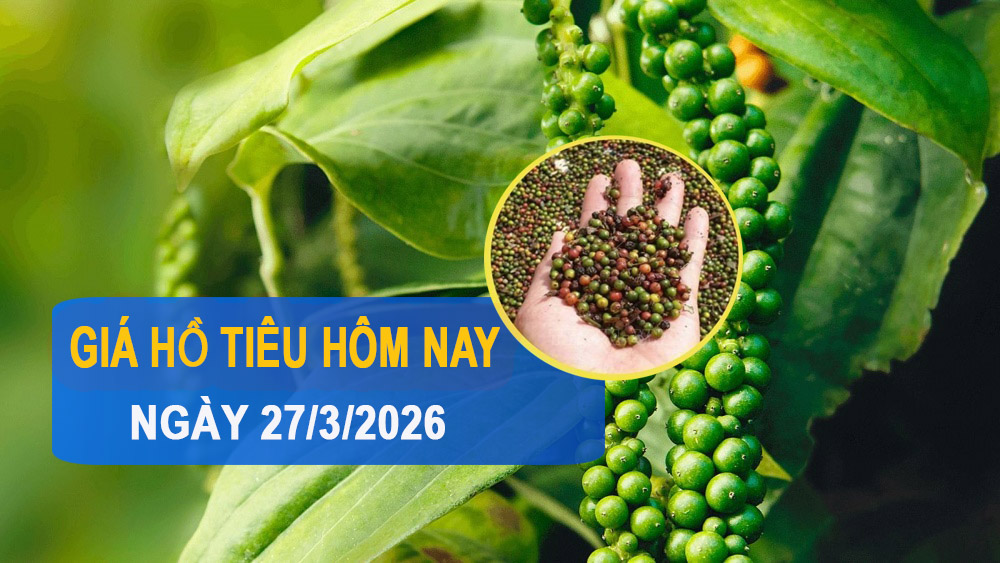 Giá tiêu hôm nay 27/3: Đi ngang sau đà tăng, cao nhất 139.000 đồng/kg