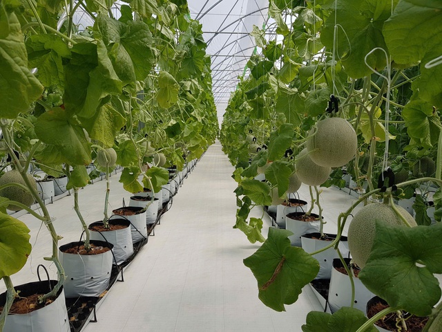 Sắp diễn ra Chương trình “Tự hào nông sản Việt” năm 2026