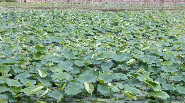 Phát triển mô hình trồng sen thích ứng với biến đổi khí hậu