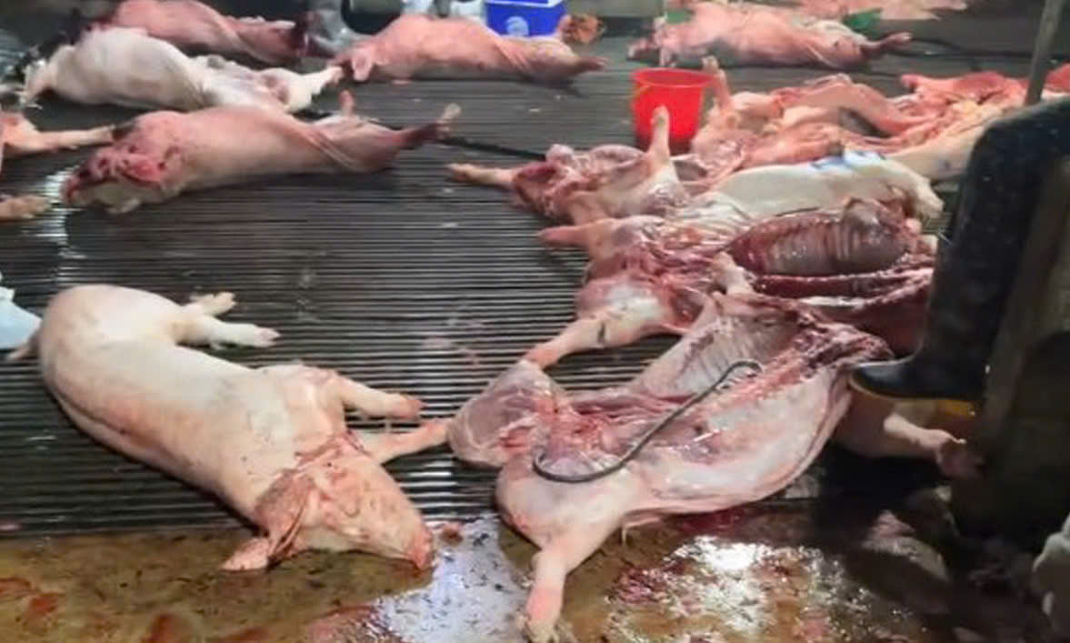 Khởi tố 8 bị can trong đường dây tiêu thụ lợn bệnh quy mô lớn tại Hà Nội