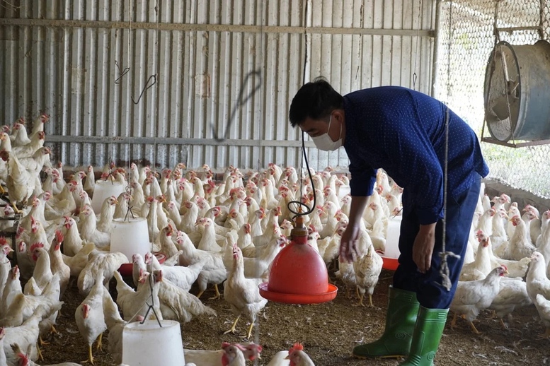 C&aacute;c doanh nghiệp hội vi&ecirc;n của VPA cam kết duy tr&igrave; nguồn cung ổn định, gi&aacute; b&aacute;n hợp l&yacute;, hạn chế tối đa việc chuyển to&agrave;n bộ &aacute;p lực chi ph&iacute; logistics sang gi&aacute; th&agrave;nh sản phẩm đầu ra cho doanh nghiệp hội vi&ecirc;n v&agrave; n&ocirc;ng d&acirc;n. Ảnh: Hồng Thắm.