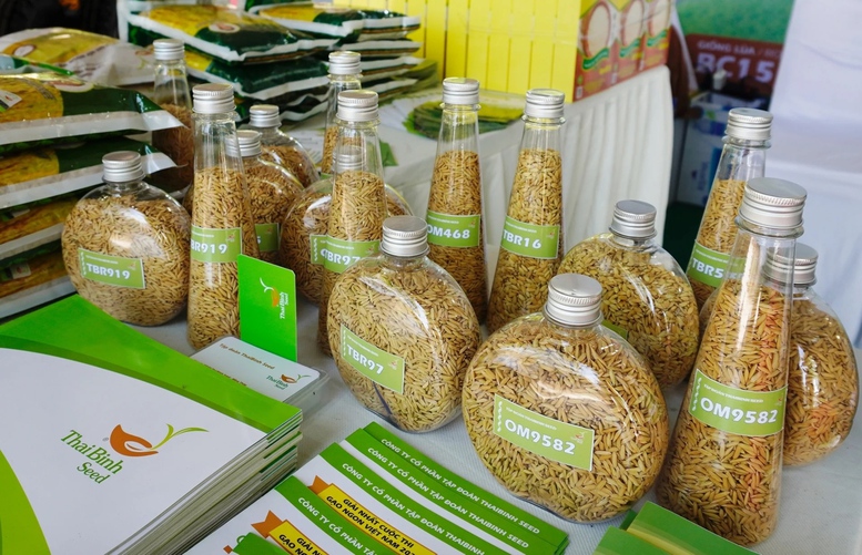 Hạt giống l&uacute;a trong nước hiện đ&aacute;p ứng được tr&ecirc;n 90% nhu cầu gieo trồng cho khoảng 7 triệu ha l&uacute;a mỗi năm, chủ yếu l&agrave; c&aacute;c giống l&uacute;a thuần. Ảnh: Hồng Thắm.