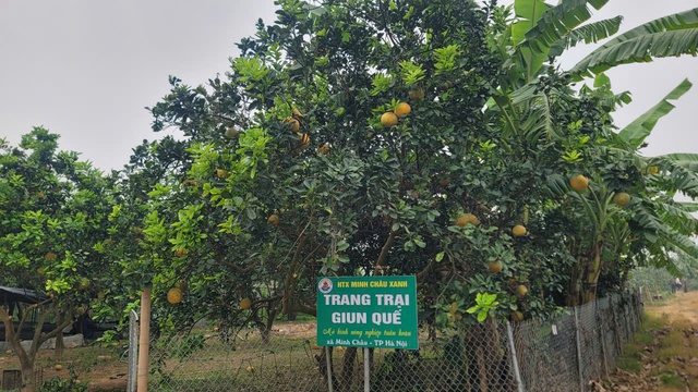 Bảo đảm sản xuất an to&agrave;n từ gốc trong ph&aacute;t triển n&ocirc;ng nghiệp tuần ho&agrave;n. Ảnh: VGP/Thiện T&acirc;m