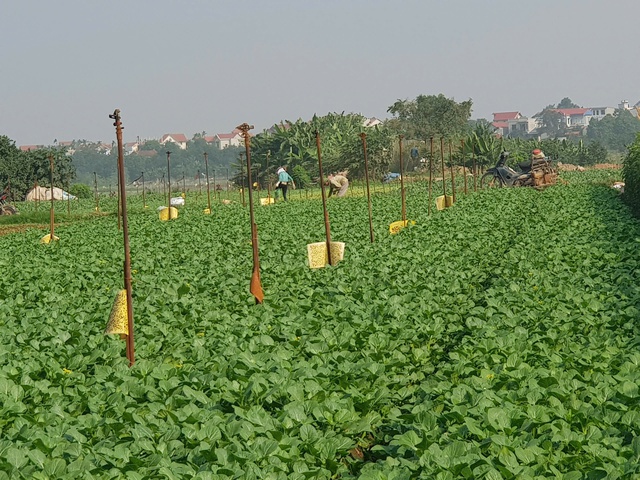 H&agrave; Nội đ&atilde; h&igrave;nh th&agrave;nh nhiều v&ugrave;ng trồng rau an to&agrave;n, g&oacute;p phần đ&aacute;p ứng nhu cầu ti&ecirc;u thụ của người d&acirc;n tr&ecirc;n địa b&agrave;n. Ảnh: VGP/Thiện T&acirc;m