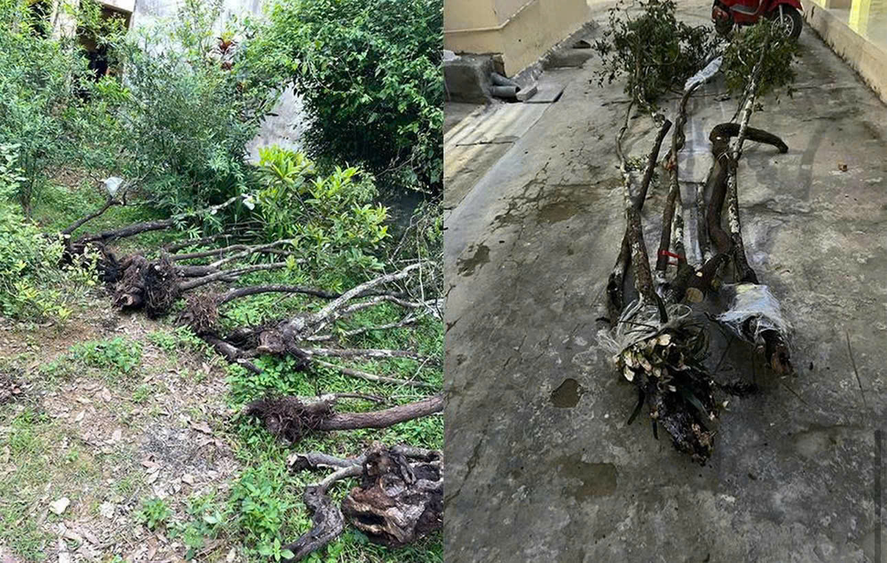 Săn cây muội hồng có thể bị truy cứu trách nhiệm hình sự