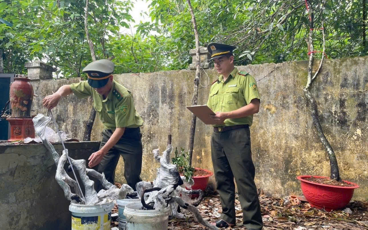 Lực lượng kiểm l&acirc;m Thanh H&oacute;a kiểm tra c&acirc;y muội hồng tại một cơ sở bu&ocirc;n b&aacute;n tr&ecirc;n địa b&agrave;n. (Ảnh: Ho&agrave;ng Dương)