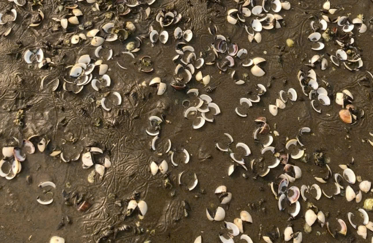 Ký sinh trùng nguy hiểm xuất hiện trên ngao nuôi ở Quảng Ninh