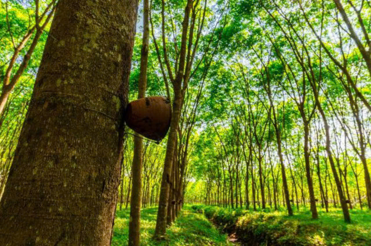 Giá cao su hôm nay 7/4: Biến động trái chiều trên các sàn giao dịch Châu Á