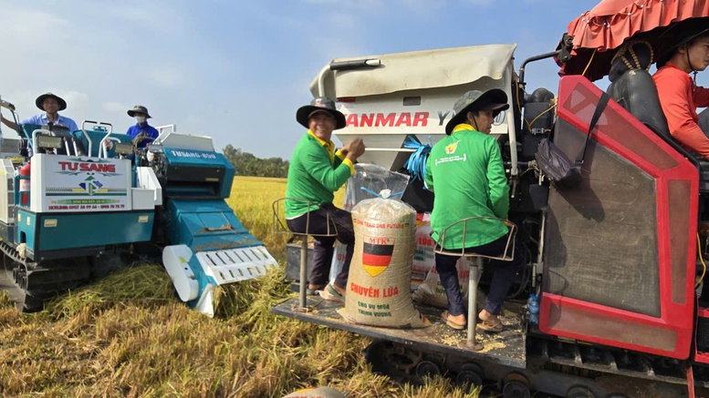Tái tổ chức chuỗi sản xuất để lúa gạo 'được mùa, được cả giá'