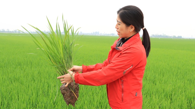 Đẩy mạnh phát triển lúa gạo theo hướng hiện đại, bền vững và vươn ra thị trường quốc tế