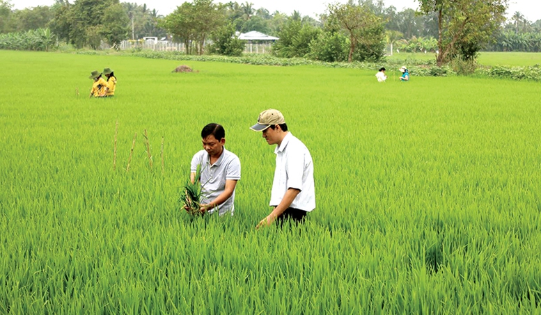 'Cánh đồng không dấu chân': Khi khuyến nông phải trở lại đúng vai trò