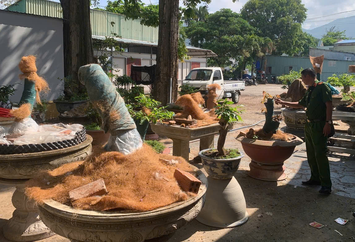 Lực lượng chức năng kiểm tra số c&acirc;y mai v&agrave;ng của &ocirc;ng. (T. Ảnh: N.G)