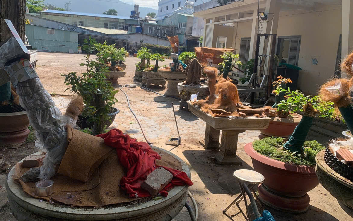 Kiểm lâm Côn Đảo nói gì về vụ tịch thu 42 cây mai vàng “không rõ nguồn gốc”?