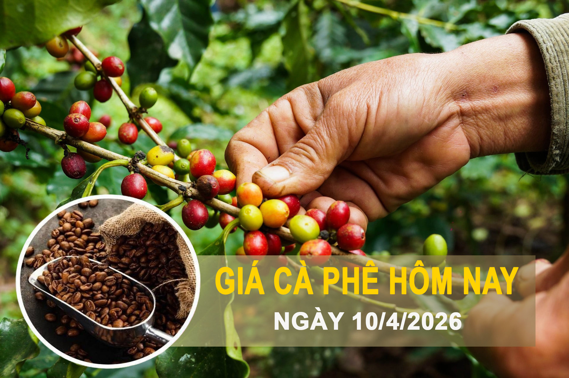 Giá cà phê hôm nay 10/4: Trong nước bật tăng, thế giới khởi sắc