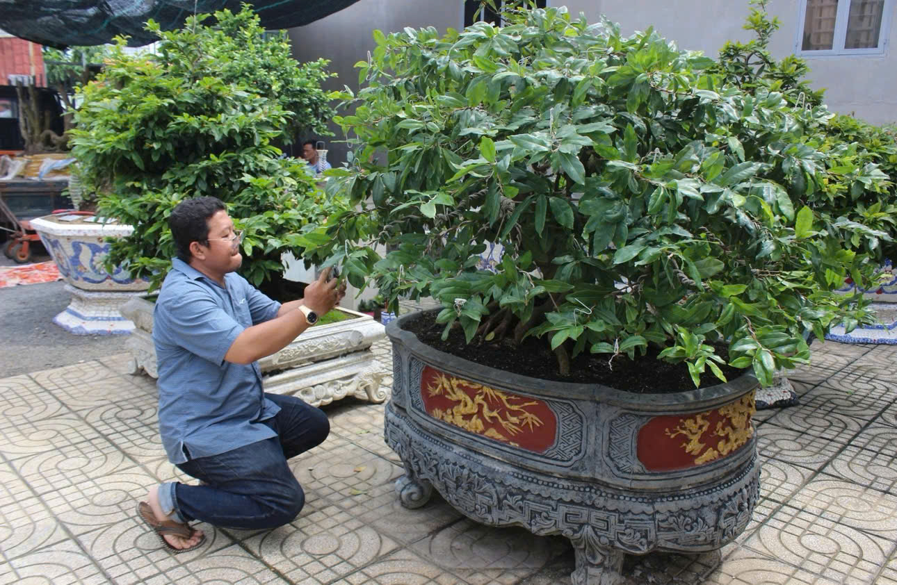 Lúng túng quy định nguồn gốc cây cảnh sau vụ 42 gốc mai ở Côn Đảo