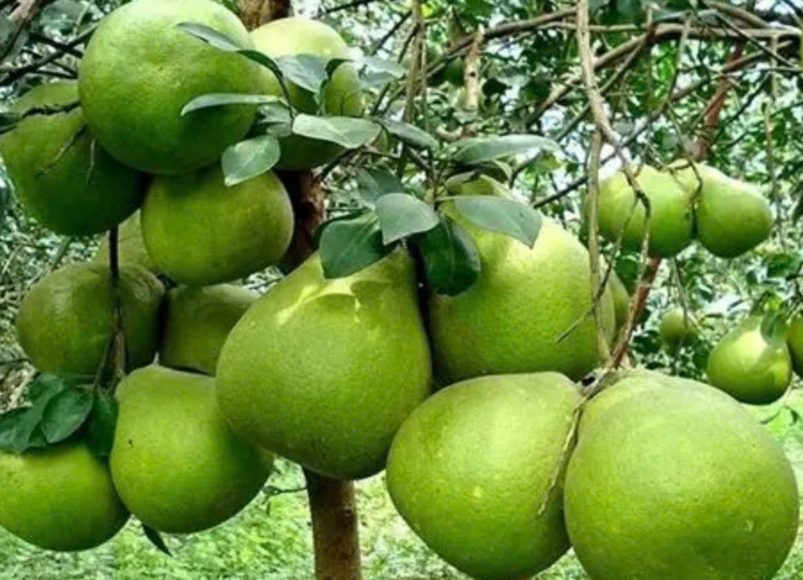 Bưởi Việt Nam chính thức vào thị trường Australia, mở rộng cơ hội xuất khẩu