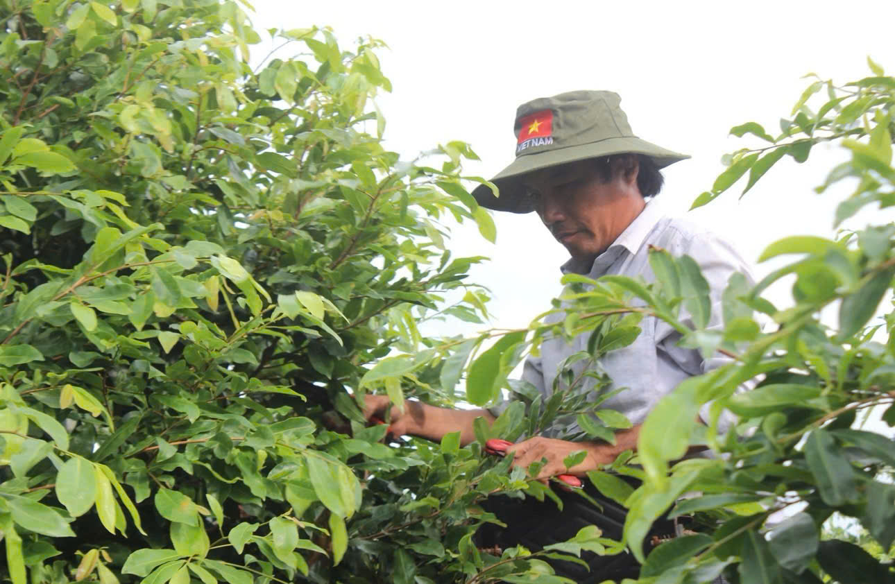 Người d&acirc;n chăm s&oacute;c mai v&agrave;ng tại một vườn mai ở B&igrave;nh Lợi, TPHCM. (Ảnh: Hu&acirc;n Trần)