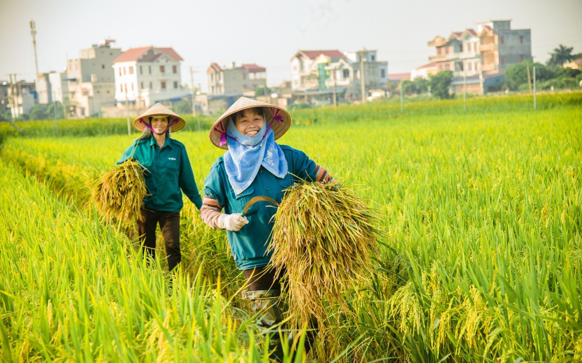 Giá lúa gạo hôm nay 14/6: Giao dịch chậm, gạo thơm xuất khẩu giữ giá cao