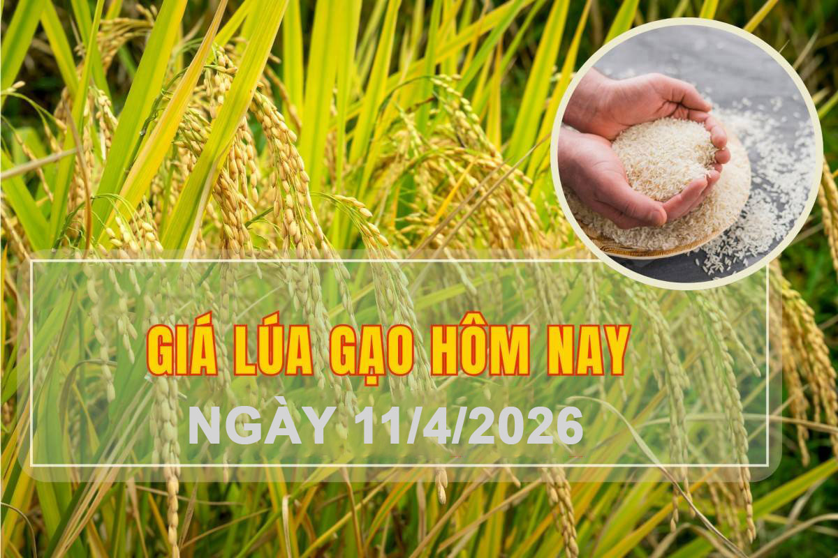 Giá lúa gạo hôm nay 11/4: Gạo xuất khẩu khởi sắc