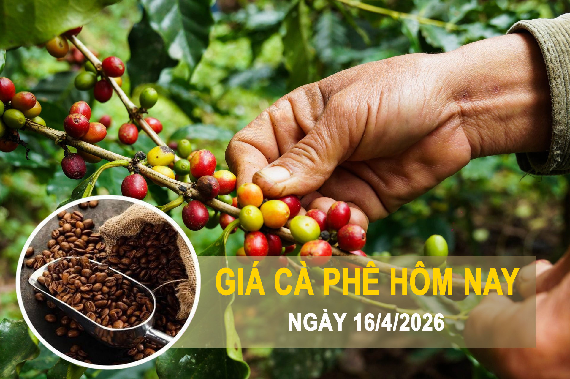 Giá cà phê hôm nay 16/4: Trong nước tăng nhẹ, robusta kéo thị trường thế giới đi lên