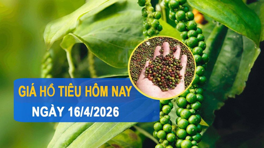Giá tiêu hôm nay 16/4: Trong nước nhích tăng, thị trường thế giới phân hóa