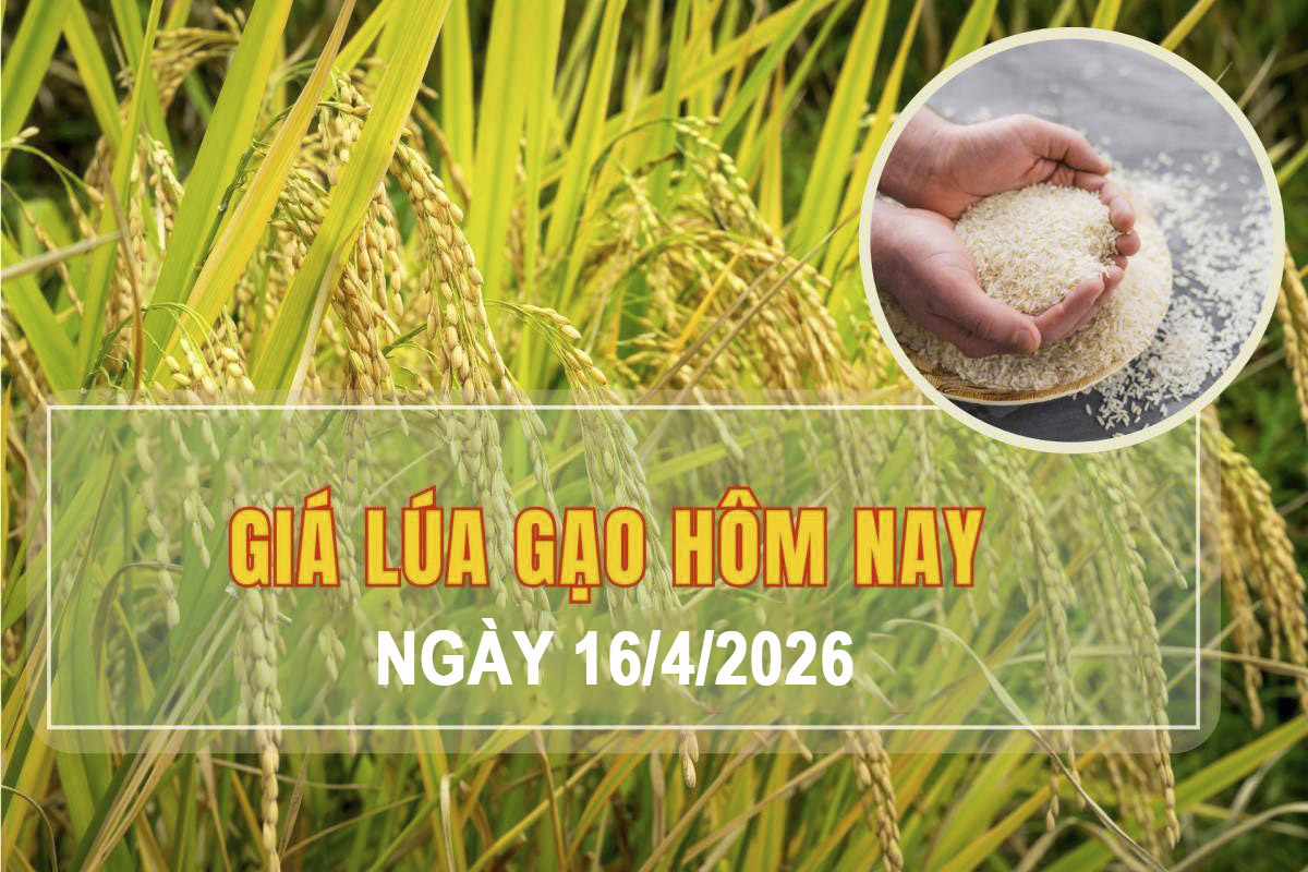 Giá lúa gạo hôm nay 16/4: Thị trường trong nước đi ngang, xuất khẩu giữ ổn định