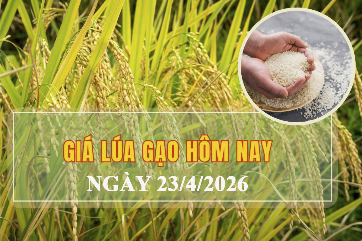 Giá lúa gạo hôm nay 23/4: Gạo nguyên liệu xuất khẩu biến động