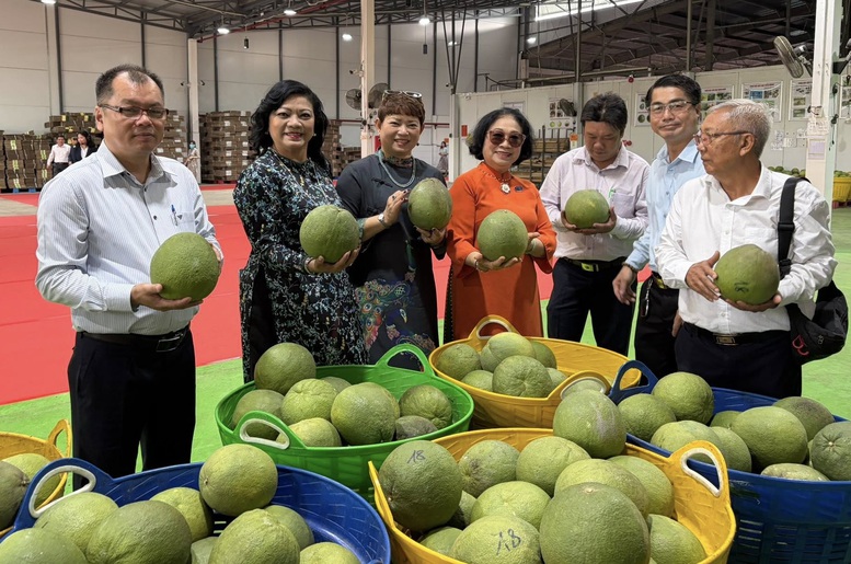 Bưởi Việt Nam trước "cửa" tỷ đô, tránh vấp bài học sầu riêng