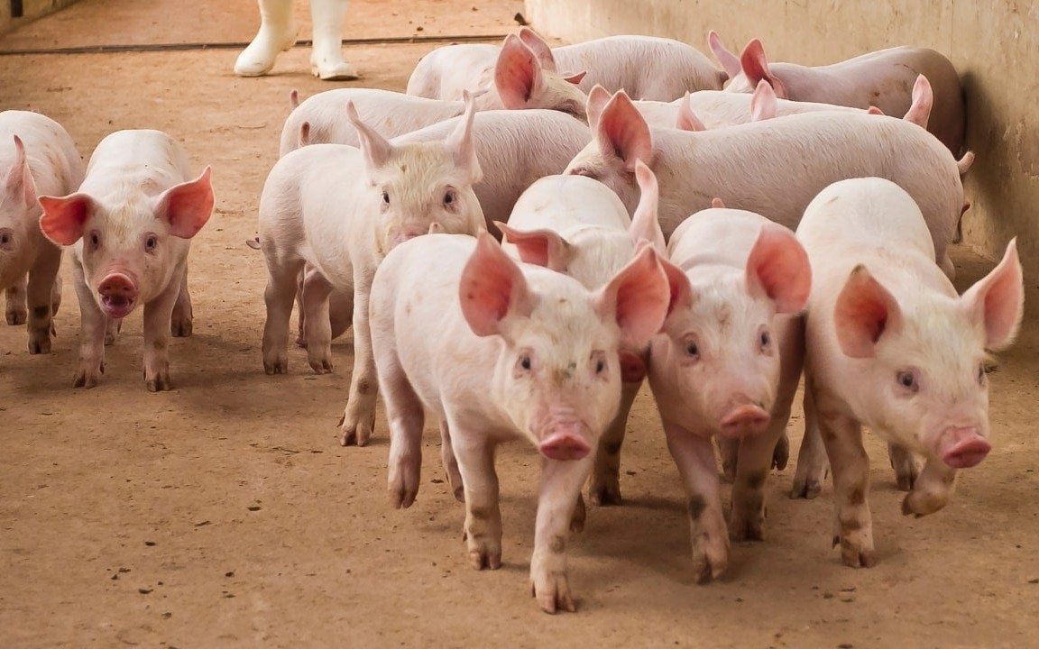 Giá heo hơi hôm nay 14/6: Nhiều nơi giảm giá xuống 63.000 đồng/kg