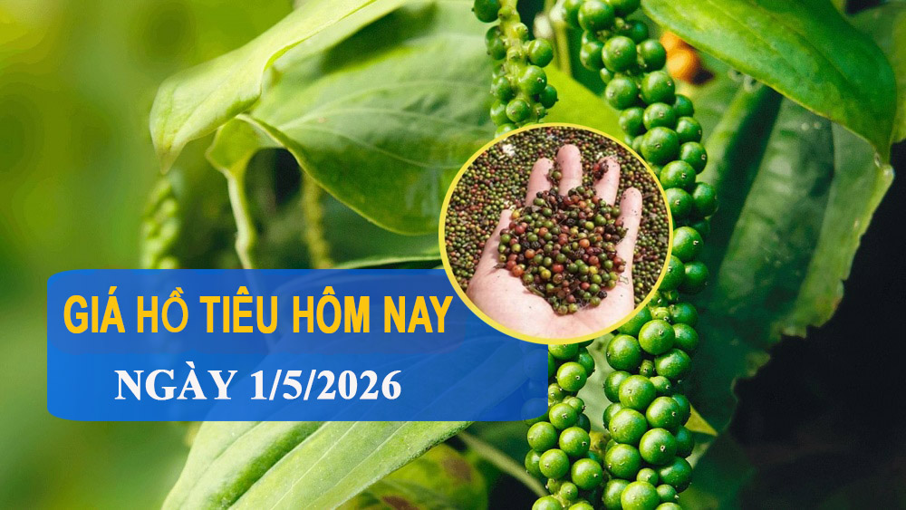 Giá tiêu hôm nay 1/5: Trong nước tăng vọt lên đỉnh hơn một tháng