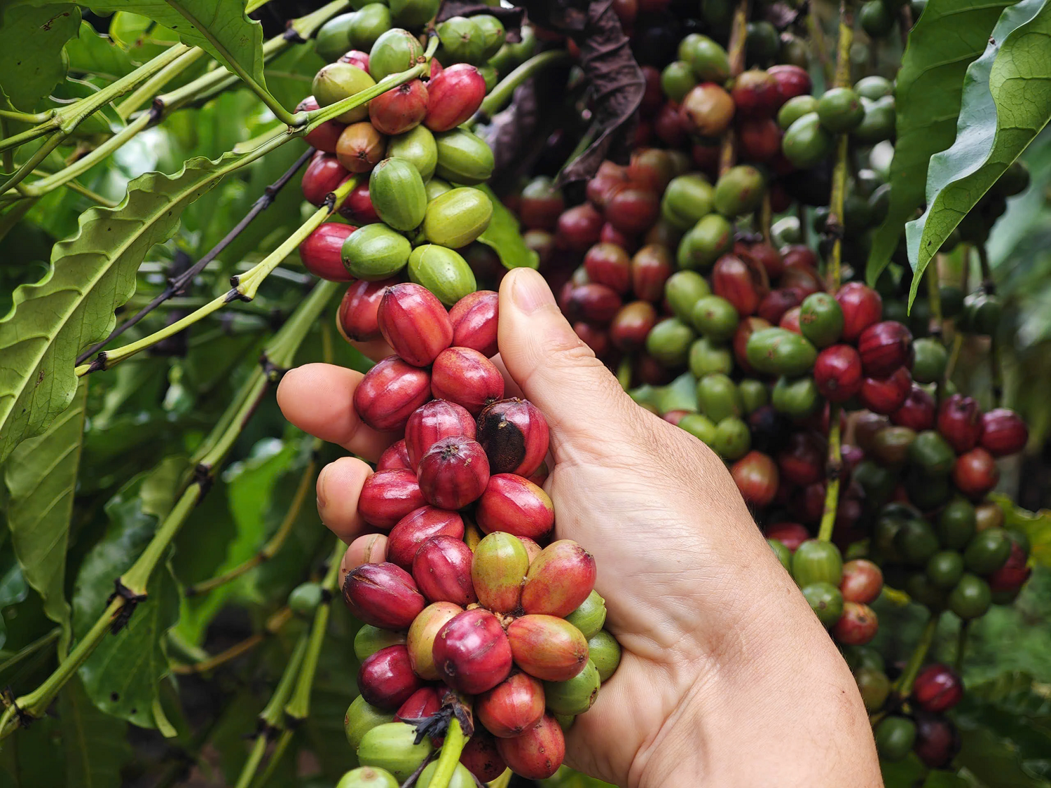 Giá cà phê hôm nay 22/6: Quốc tế bứt tốc, Tây Nguyên giảm nhẹ