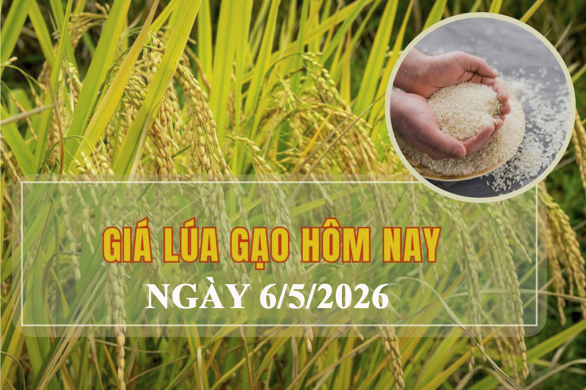 Giá lúa gạo hôm nay 6/5: Lúa tươi nhích tăng, giao dịch vẫn chậm