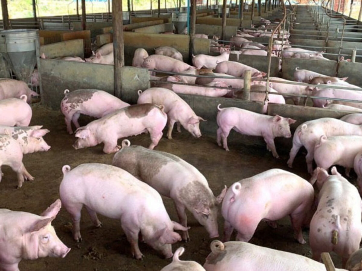 Giá heo hơi hôm nay 13/6: Neo vùng 62.000 - 68.000 đồng/kg