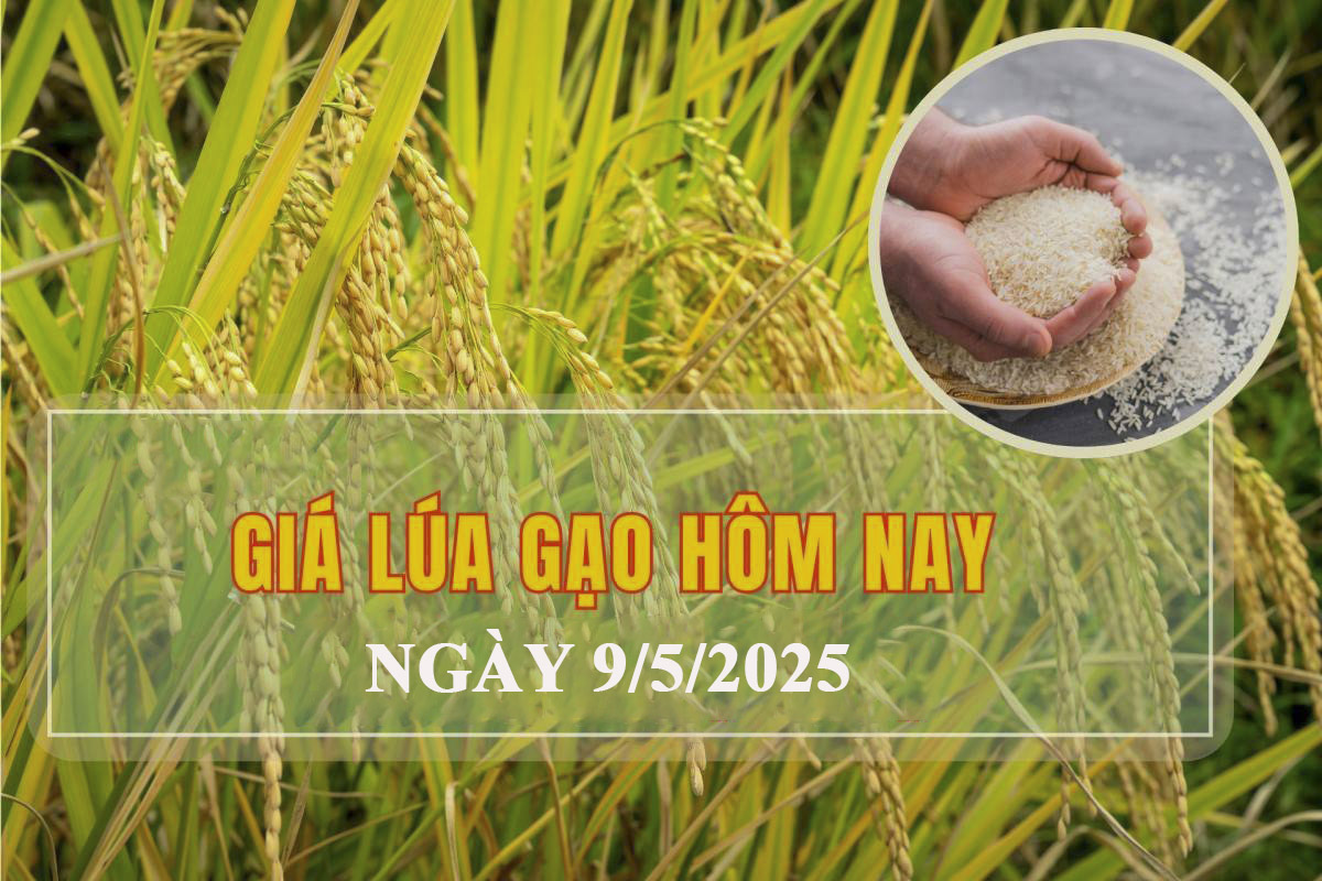 Giá lúa gạo hôm nay 9/5: Giao dịch chậm, gạo nguyên liệu giảm giá