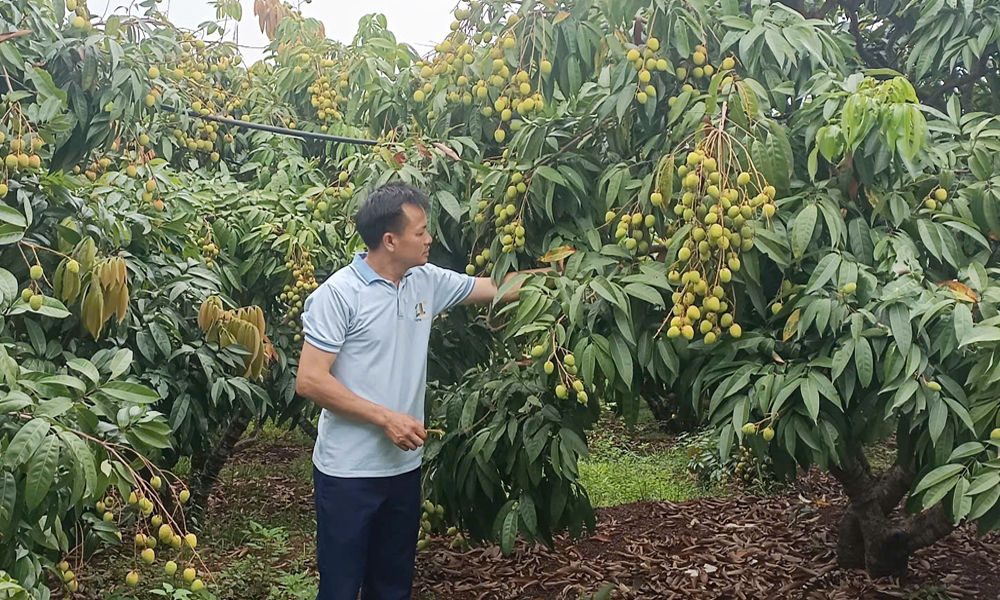 Bắc Ninh có 243 mã số vùng trồng vải thiều phục vụ xuất khẩu