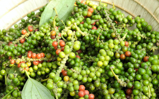 Giá tiêu hôm nay 12/5: Cao nhất 144.000 đồng/kg