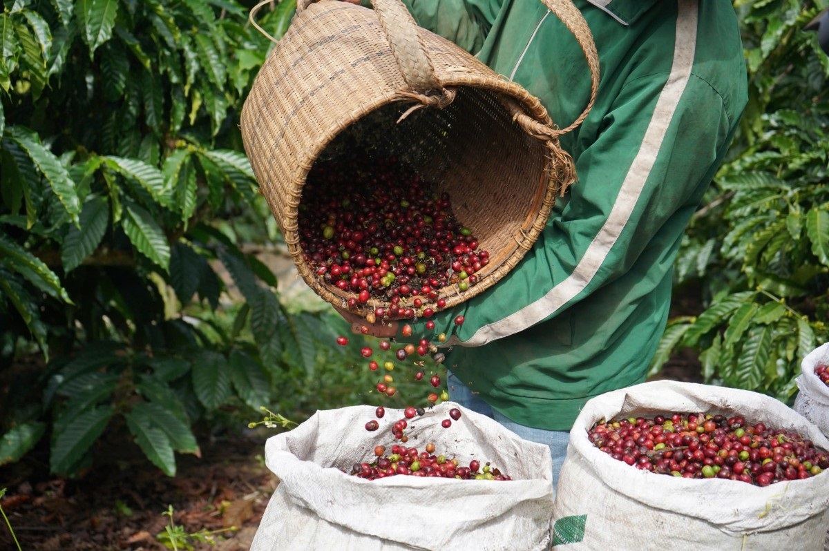 Giá cà phê hôm nay 7/6: Lao dốc, Tây Nguyên mất mốc 85.000 đồng/kg
