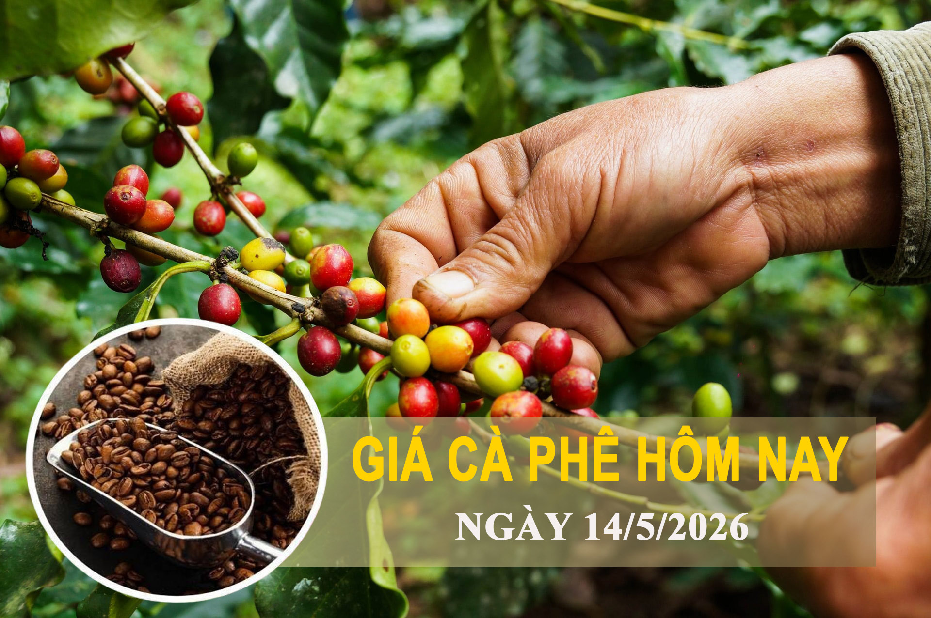 Giá cà phê hôm nay 14/5: Giảm nhẹ, Đắk Nông còn 88.000 đồng/kg