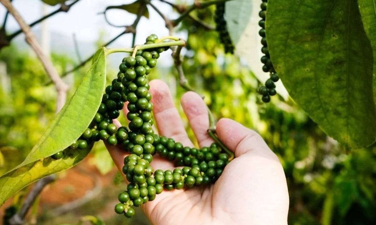 Giá tiêu hôm nay 8/6: Giảm tuần thứ ba liên tiếp