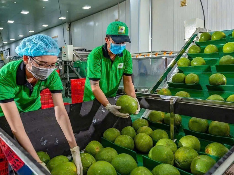 Bưởi, chanh Việt Nam rộng cửa vào thị trường Trung Quốc