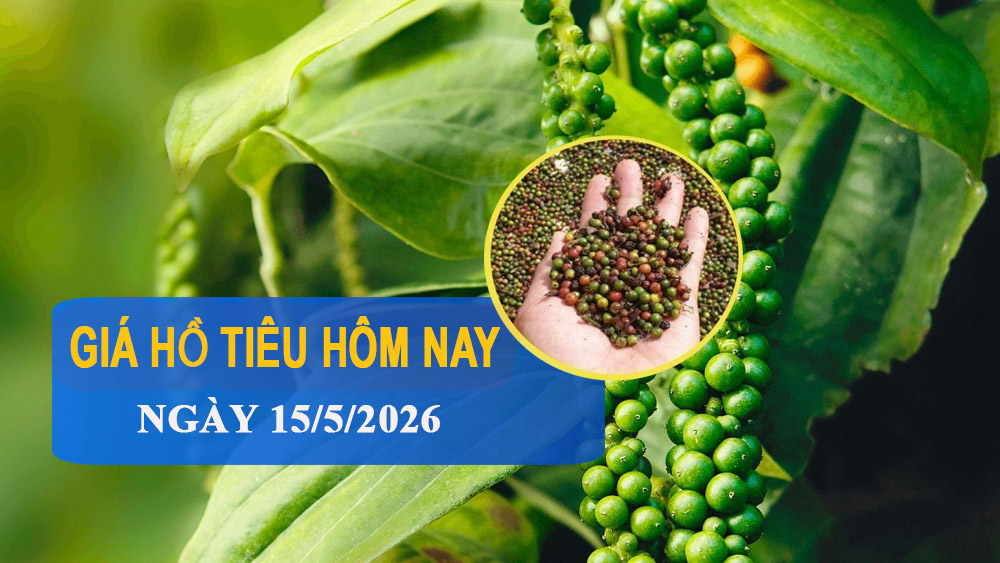 Giá tiêu hôm nay 15/5: Biến động trái chiều