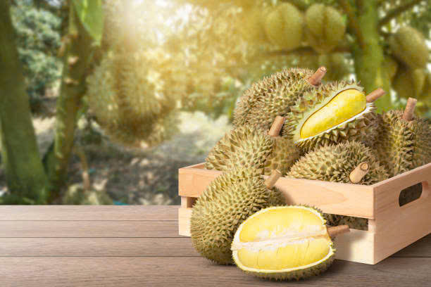 Giá sầu riêng hôm nay 16/5: Thị trường ổn định