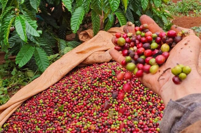 Giá cà phê hôm nay 20/5: Tiếp tục giảm