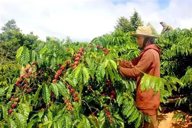 Nông nghiệp phát thải thấp: Động lực mới nâng sức cạnh tranh cho nông sản