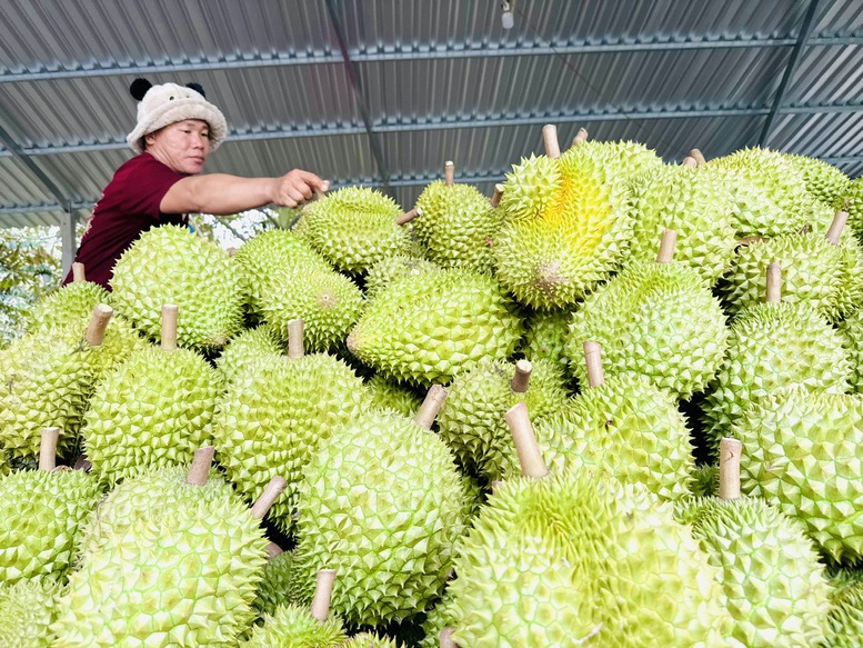 Gỡ "nút thắt" kiểm nghiệm, tổ chức lại chuỗi giá trị sầu riêng bền vững