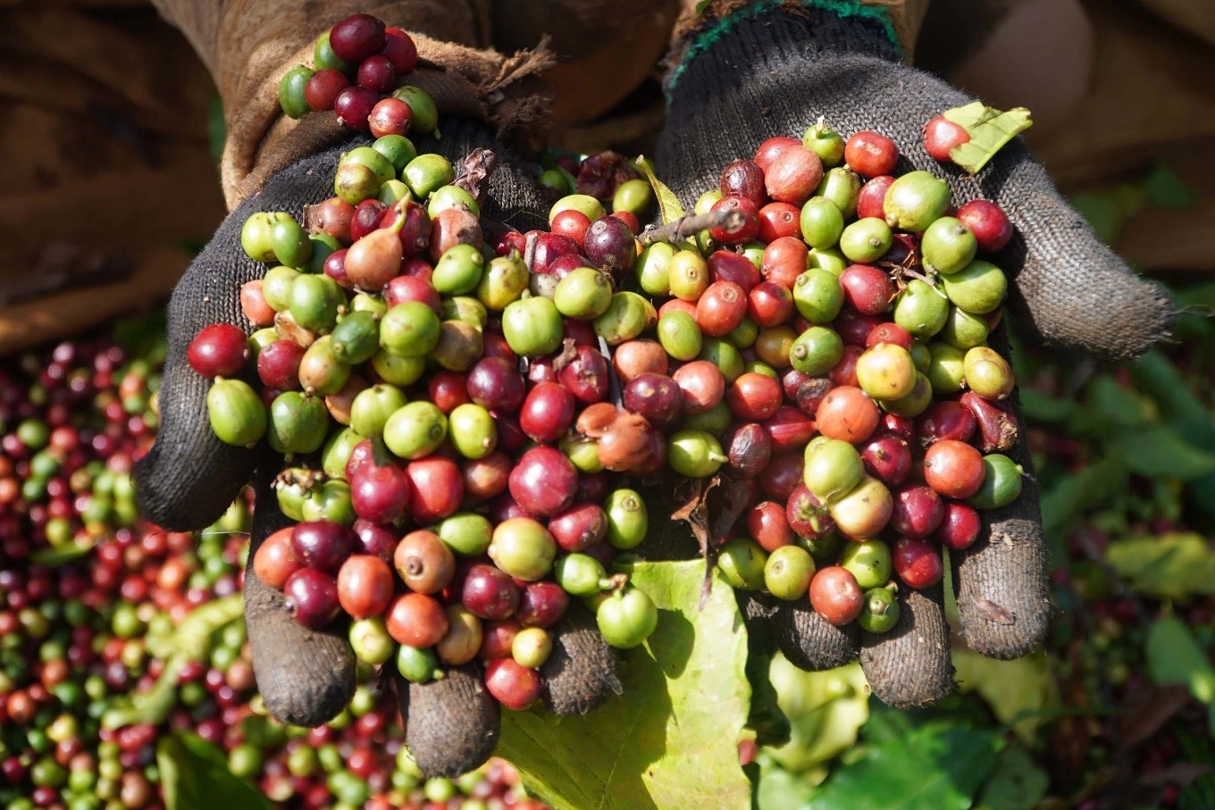 Giá cà phê hôm nay 6/6: Giảm tiếp, Arabica lao dốc